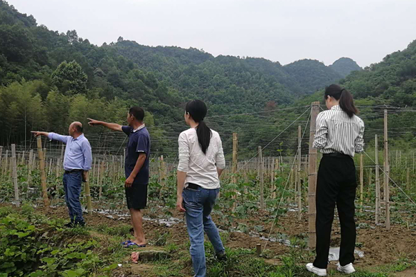 今年的销路没有往年顺畅 在石台县仙寓镇南源村开展走访活动的