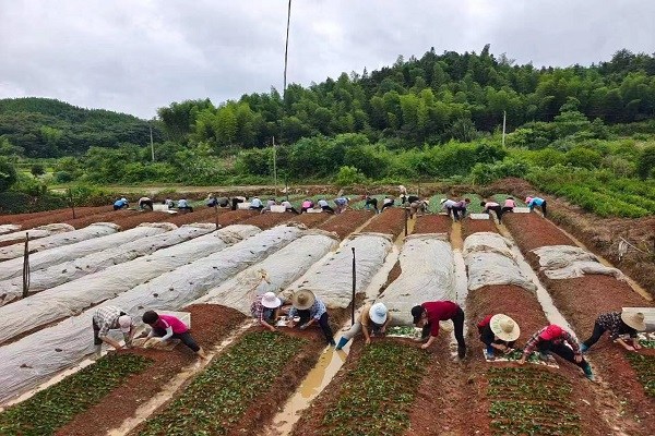 東至縣泥溪鎮朱村村聚焦五個方面全力推進五有名村創建