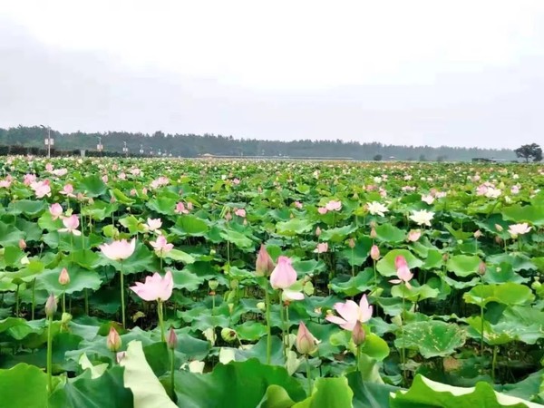 活动时间:2019年7月27日-8月2日活动地点:东至县香隅镇漕东村活动内容