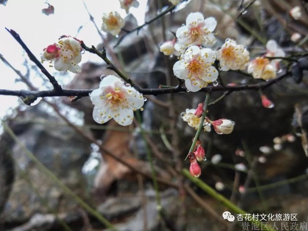 微信图片_20190108104750.jpg