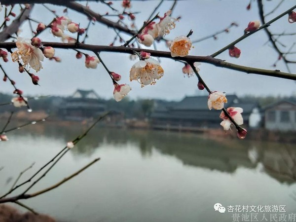 微信图片_20190108104746.jpg