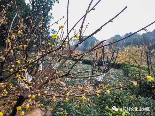 微信图片_20190108104742.jpg