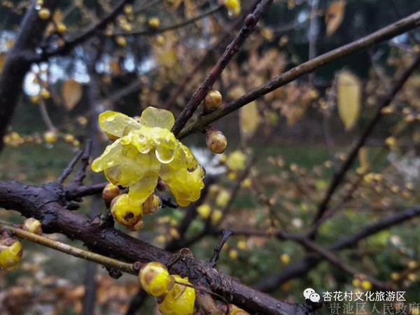 微信图片_20190108104739.jpg